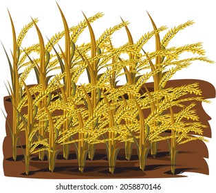 Rice, golden fields and harvesting vector illustration