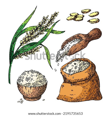 rice grain set hand drawn vector. food bowl, raw, plant, baasmati agriculture, broun asian long farm seed rice grain sketch. isolated color illustration