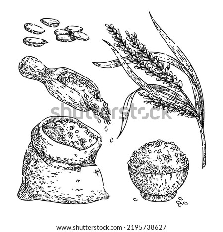 rice grain set hand drawn vector. food bowl, raw, plant, baasmati agriculture, broun asian long farm seed rice grain sketch. isolated black illustration