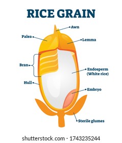 Rice grain vector illustration. Labeled educational structure description. Biological scheme with inner layers of agricultural product. Lemma, awn, palea, hull and bran as parts of raw healthy plant.