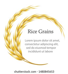 Rice Grains, golden ears of rice in circle shape , isolated on white background. Free space for text. Vector Illustrator