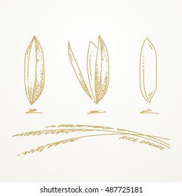 Rice grains, Sketch hand drawn