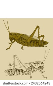 the rice grasshopper engraving vintage