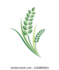 Rice, Green Rice Grain Vector Illustration