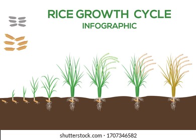 Ilustración vectorial del ciclo de cultivo de arroz en diseño plano. Proceso de plantación de la planta de arroz. Crecimiento del maíz desde el grano hasta la floración y la planta frutal aislada sobre fondo blanco.