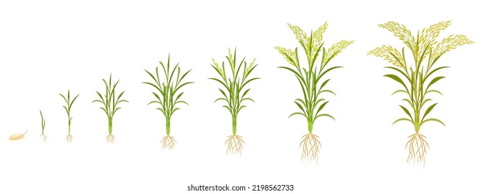 Rice growth in stages. Cycle of growing grain crops. Plant development infographic from seed to harvest.