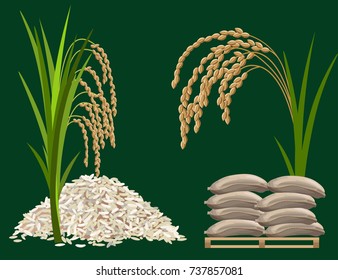 Rice harvest concept. Set of vector illustration