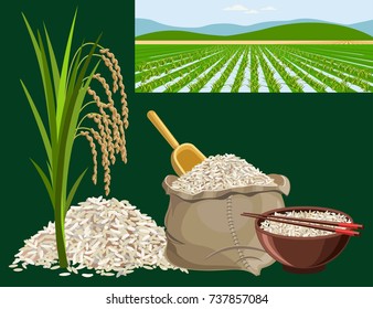 Rice harvest concept. Set of vector illustrations