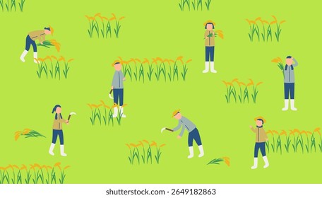 rice harvest, rice plant, rice, farmer, agriculture