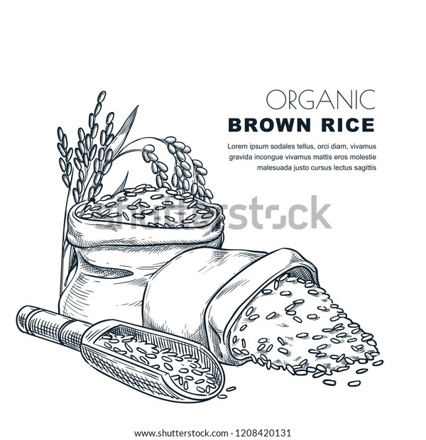 Rice Label Design Template Sketch Vector Stock Vector (Royalty Free ...