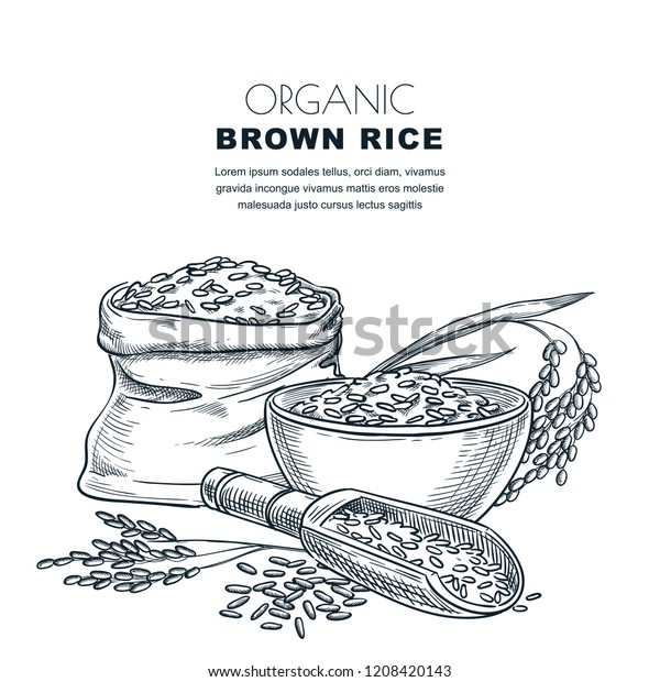 Rice label design template. Sketch vector\
illustration of cereal ears, bowl, wooden spoon and sack. Organic\
rice package background.