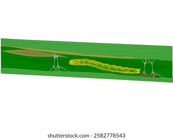 rice leaffolder on white background.