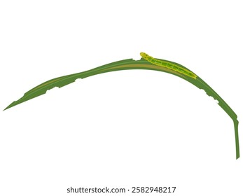 rice leaffolder on white background.