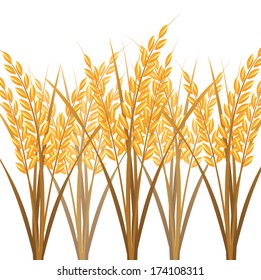Rice on white background