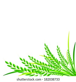 Rice on white background