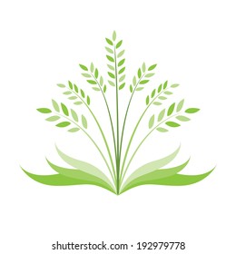 Rice on white background