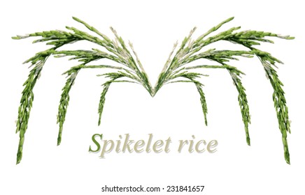 Rice on white background, Vector illustration.
Spike let 
