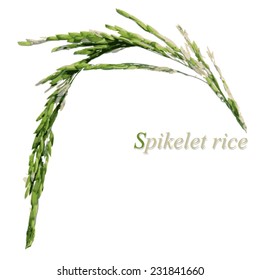 Rice on white background, Vector illustration.
Spike let 