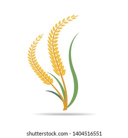Rice on white and text, agricultural vector illustration