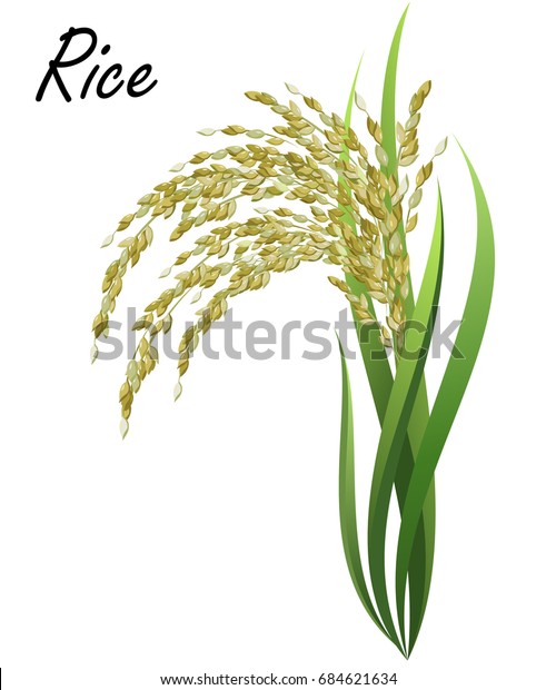 米 アジア米 白い背景に手描きのリアルな稲のベクターイラスト のベクター画像素材 ロイヤリティフリー