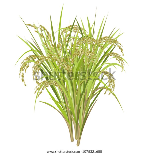 Rice Oryza Sativa Asian Rice Realistic Stock Vector (Royalty Free ...