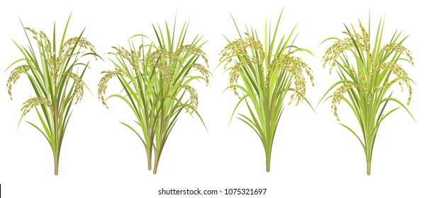 Arroz (Oryza sativa, arroz asiático). Conjunto de ilustraciones vectoriales realistas de los caracoles de arroz aislados en fondo blanco.