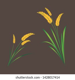 Rice (Oryza sativa, Asian rice) vector design.