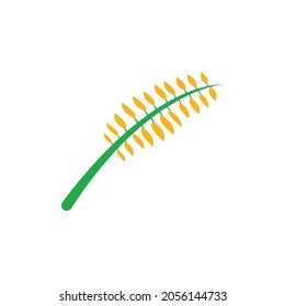 Arroz (Oryza sativa). Imagen vectorial de la planta de arroz amarillo en fondo blanco.