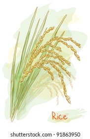 Rice (Oryza sativa). Watercolor style. Vector illustration.