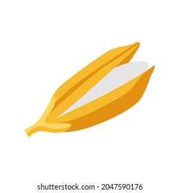 Rice paddy whole grain open vector illustration isolated on white background