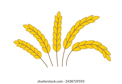 Rice panicles. rice stalk. organic paddy rice. Harvest wheat grainVector illustration