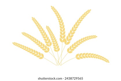 Rice panicles. Wheats rye rice ears  isolated on white background. rice organic grain. Vector illustration