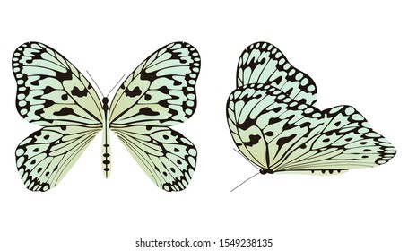 The rice paper butterfly or large tree nymph vector illustration