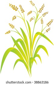 rice plant