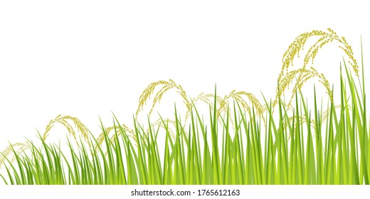 Rice rice plant Agriculture background