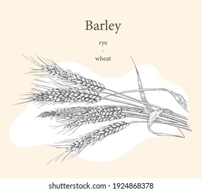 Rice plant, barley, wheat leaves