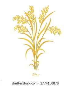 Rice plant. Bunch of orange ripe and dry grass. Oryza glaberrima. Oryza sativa. Agronomy cereal grain. Vector agricultural illustration.