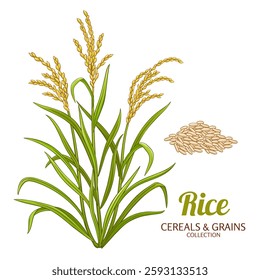 Rice Plant Colored Detailed Illustration