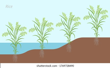 Rice plant development in water and on land. Oryza glaberrima. Oryza sativa. Cereal grain. Harvest. Vector infographic illustration.