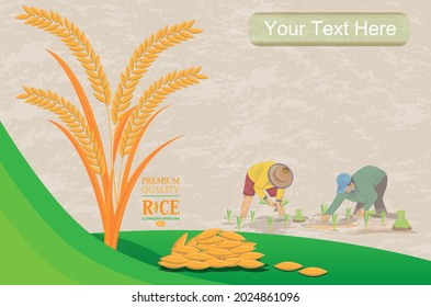 rice plant with farmer transplant rice seeding, vector design