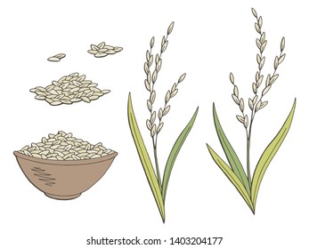 Rice plant graphic color isolated sketch illustration vector