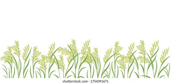 Rice plant green field. Horizontal banner. Oryza sativa. Cereal grain. Place for text. Copy space. Harvest vector agricultural. Vector background.