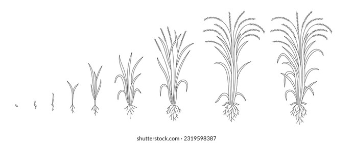 Rice plant growing cycle. Growing stages. Harvest progression. Editable outline stroke. Vector line.