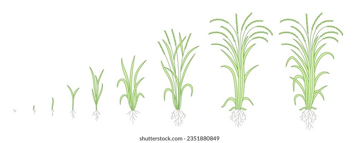 Rice plant growing cycle. Growing stages progression. Editable outline stroke. Vector line.