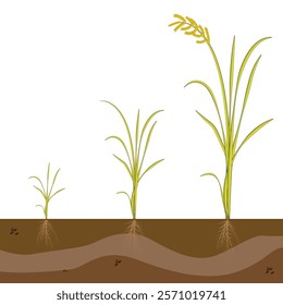 Rice plant growth stages. Cereal grain. Ripening period steps. Development cycle. Cycle of growing grain crops. Plant development infographic from seed to harvest. Rice seedlings.  


