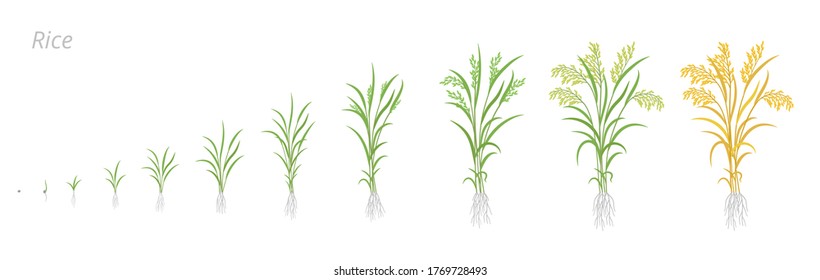 Rice Plant Growth Stages. Development Cycle. Oryza Glaberrima. Oryza Sativa. Cereal Grain. Harvest Animation Progression. Ripening Period Vector Infographic Set.