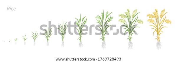 Rice Plant Growth Stages Development Cycle Stock Vector (Royalty Free ...