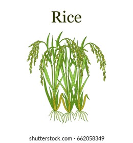 Rice plant. Hand drawn botanical vector illustration