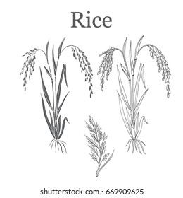 Rice plant. Hand drawn botanical vector illustration