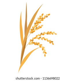 Rice plant isolated on white background